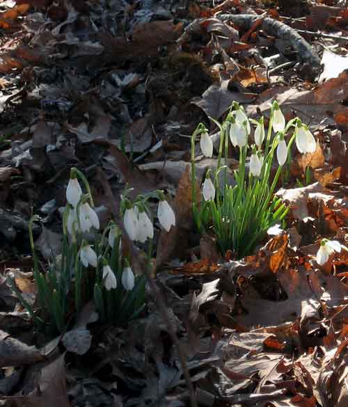 Ray's Snowdrops