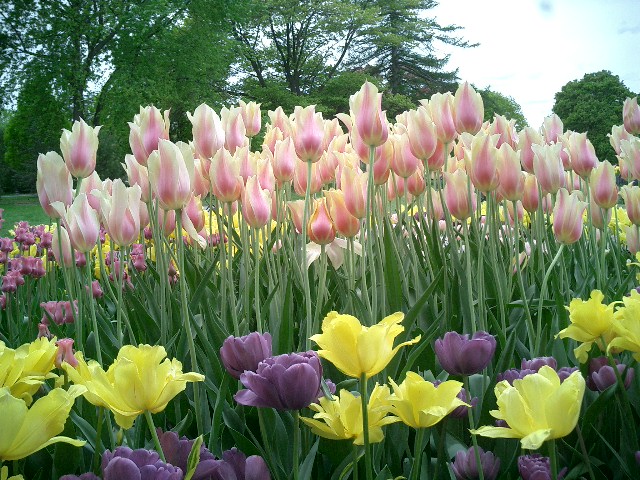 riot of tulips