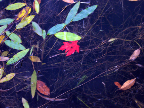 November on the Pond
